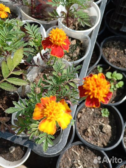 Рассада. Бархатцы, виола, тыква, огурцы