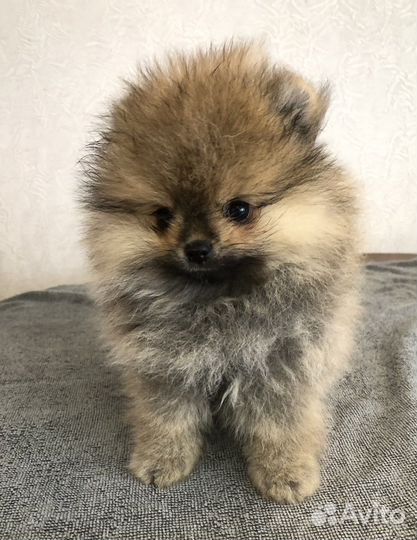 Померанский шпиц мальчик, продаю