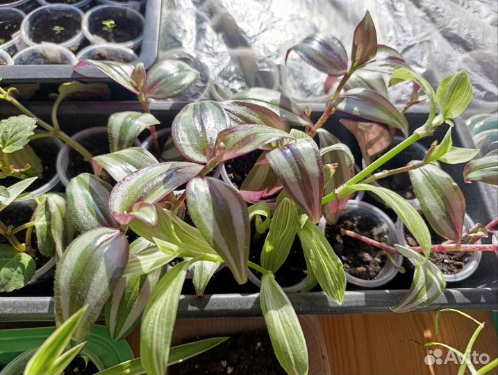 Традесканция, хлорофитум