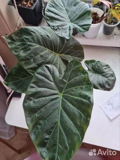 Алоказия Регал Шилдс (взрослое)