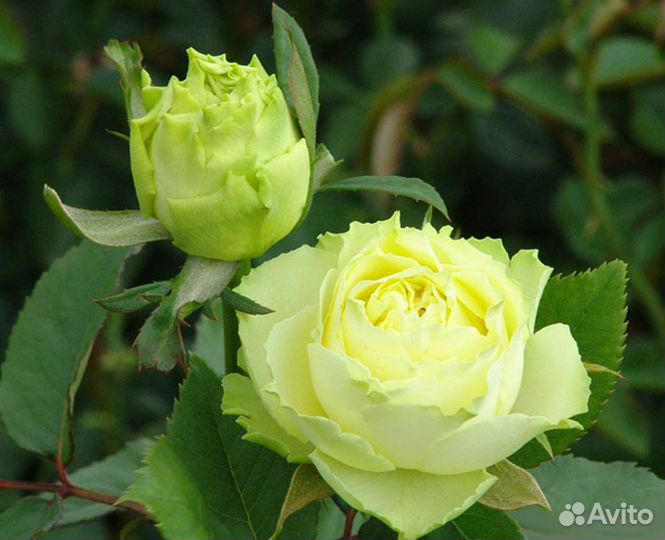 Роза чайно-гибридная Лимбо