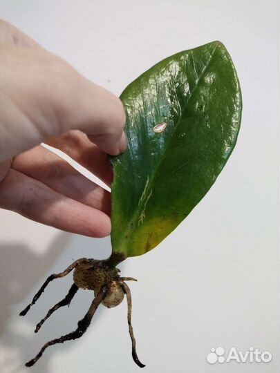 Хлорофитум