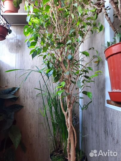 Фикус Бенджамина