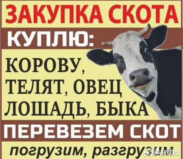 Коровы быки на мясо