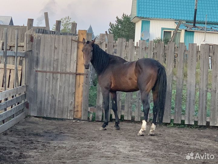 Продам Жеребца