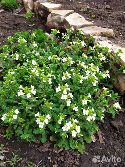Арабис белый многолетний, рано цветущий