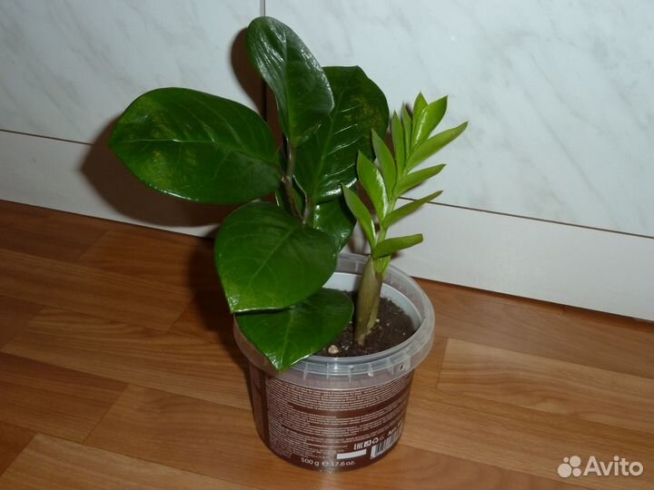 Замиокулькас