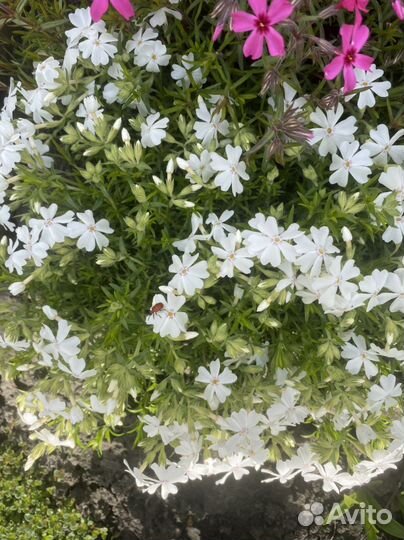 Почвопокровные растения