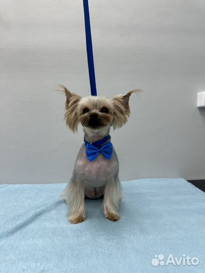 Стрижка кошек и собак