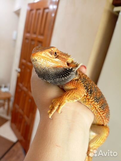 Бородатая агама самец