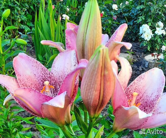 Луковицы лилий на цвету