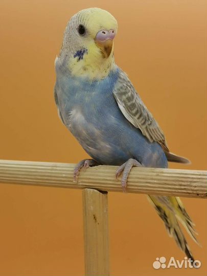 Птенцы волнистого попугая