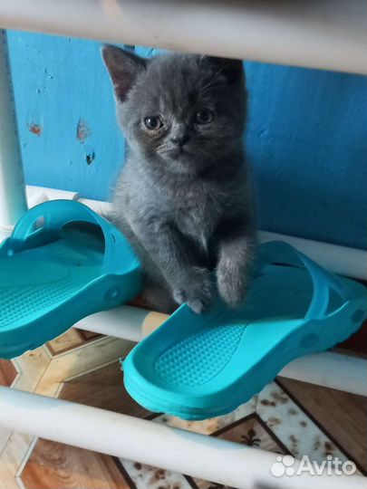 Британская