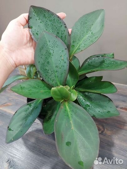 Пеперомия Ред Марджин