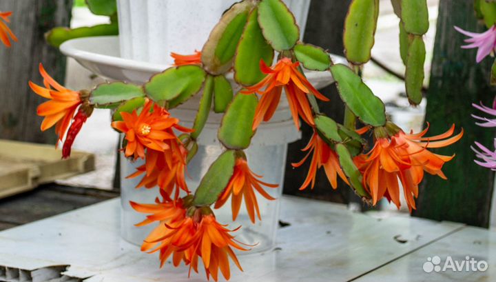 Рипсалидопсис (пасхальник)