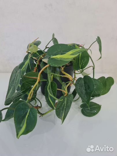 Филодендрон Сканденс Бразил