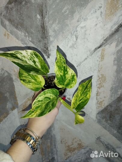 Эпипремнумы