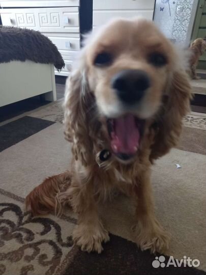 Кокер спаниель,собачки в добрые руки