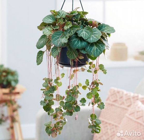 Комнатные цветы