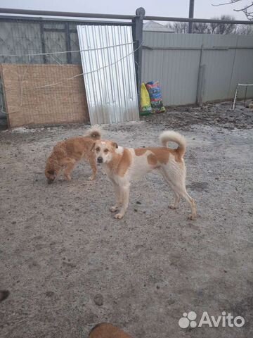 Ищем дом для Бруно