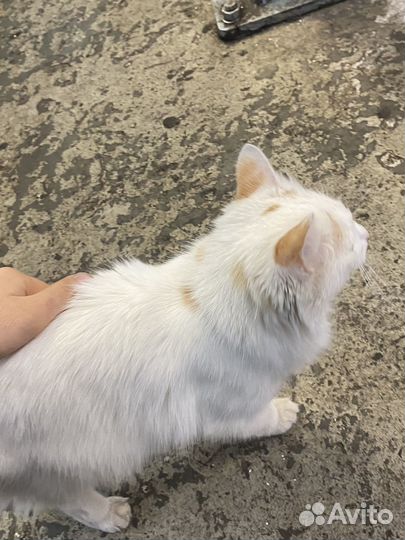 Отдам бесплатно кошку