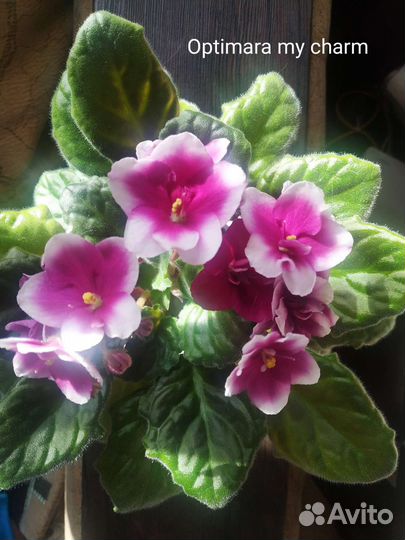 Сортовые фиалки