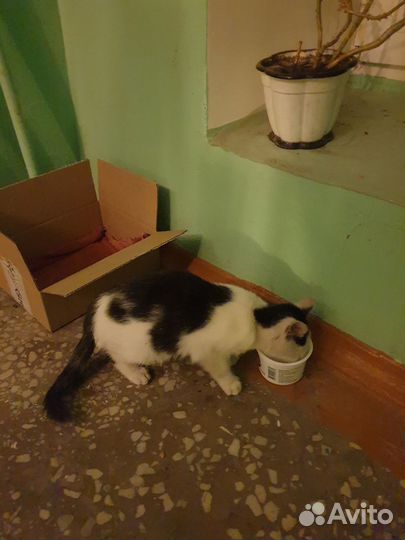 Котёнок ищет приют