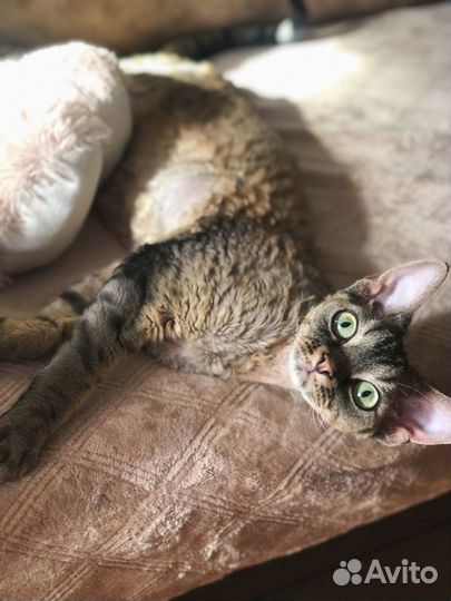 Передержка кошек/котов