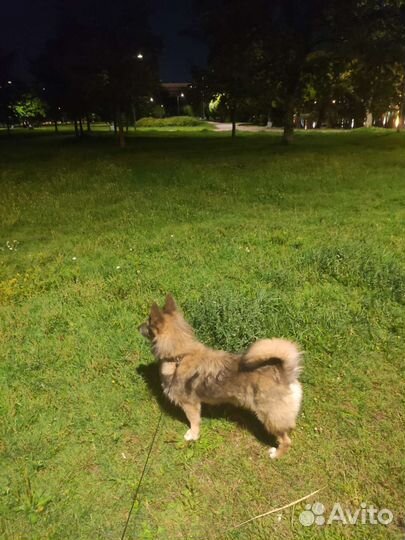 Нереально классный пес