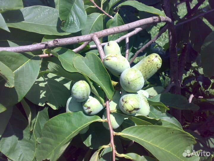 Продам саженцы Азимины Дэвис и Оверлис