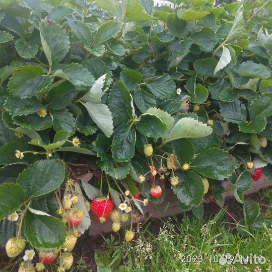 Клубника ремонтантная