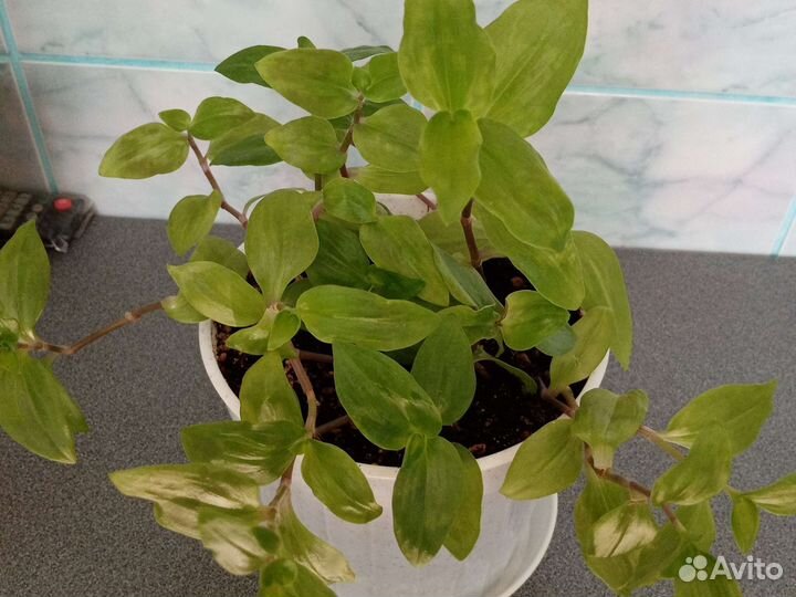 Традесканция