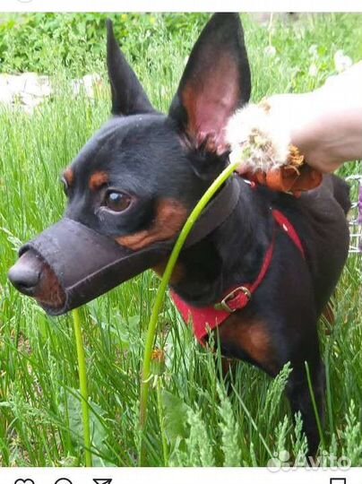 Цвергпинчер