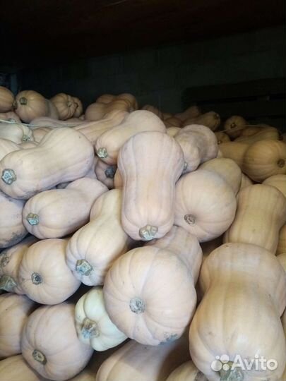 Тыква матильда