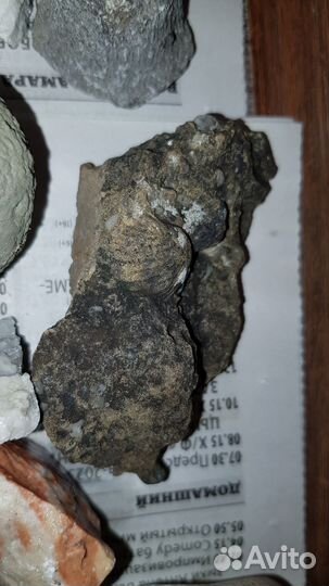 Окаменелые ракушки и молюск древнего океана Тэтис