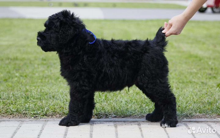 Русский черный терьер