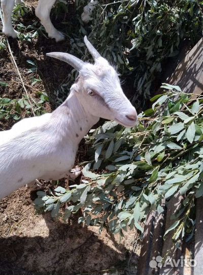 Козлята породыЛаманча