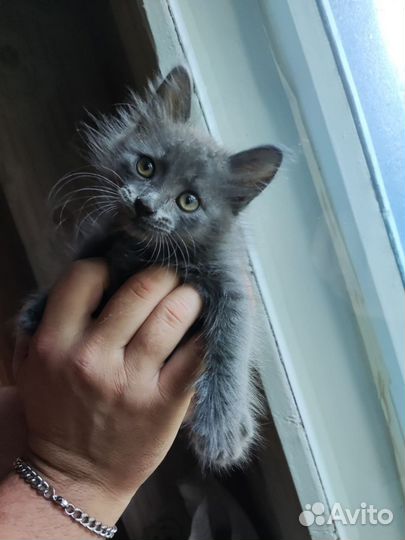 Отдам котенка в добрые руки