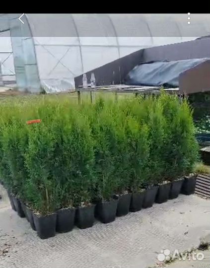 Туя смарагд