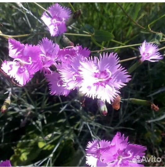 Гвоздика перистая