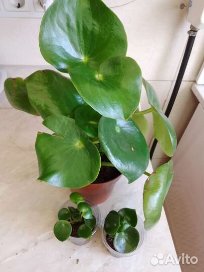 Эониум, сцендаптус,китайское денежное дерево пилея