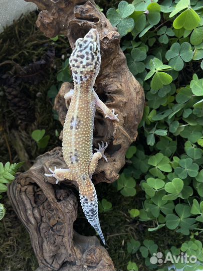 Геккон эублефар