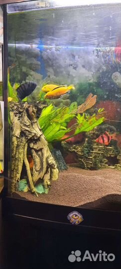 Цихлиды еллоу