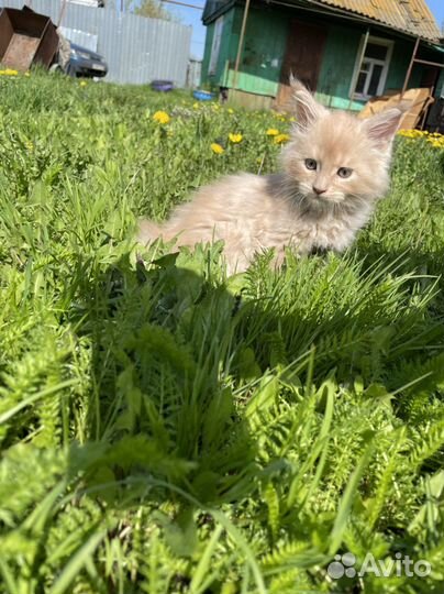 Котята мейн-кун из питомника