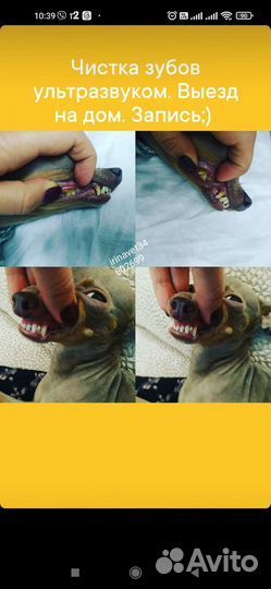 Стрижка животных профессионально