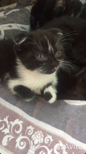 Котенок Плюша