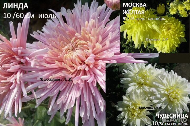 Хризантемы садовые, 8 кв. Доставка. Почтой