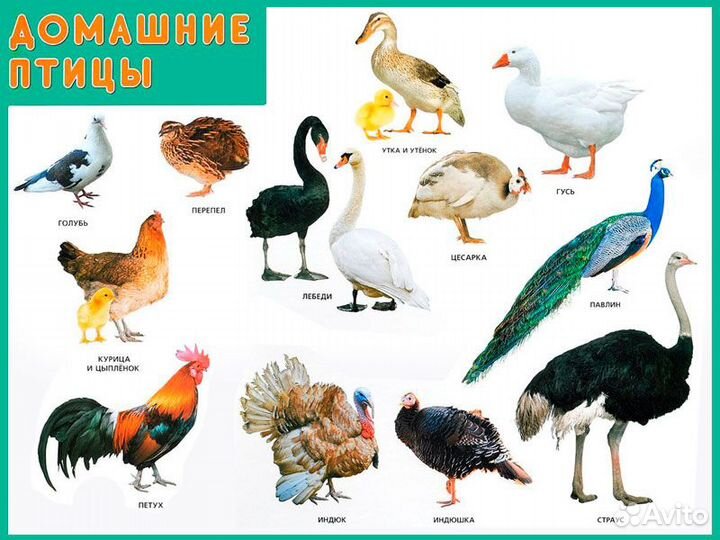 Индюшата биг-6, Цыплята бройлера кобб-500, Цесарки