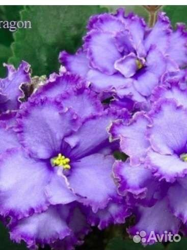 Фиалка сортовая