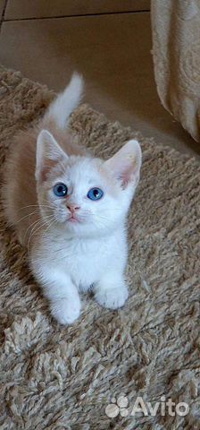 Манчкин котенок с голубыми глазами объявление продам